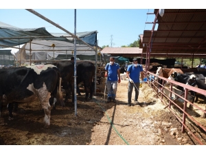 Büyükşehir, Kurban Satış Noktalarını Denetledi