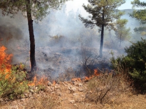 Milas’ta Orman Yangını