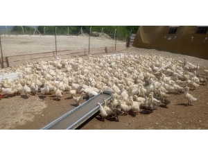 Hrü’de Kaz Yetiştiriciliği Projesi