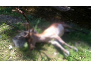 Yürüyüşe Çıkan Doğaseverler Kızıl Geyik Leşi İle Karşılaştı