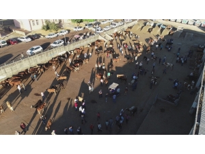 Diyarbakır’da Kurbanlık Hareketliliği Başladı