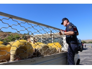 Jandarmadan Bayram Öncesi Yol Ve Kurbanlık Denetimi