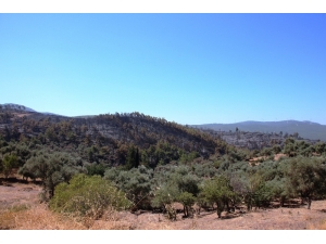 Binlerce Çam Ağacı, Yüzlerce Zeytin Ağacı Yok Oldu