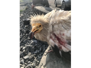 Doğaya Salınan Mısır Akbabasını Silahla Vurup Ölmesine Neden Oldular