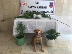 Cesur’dan Uyuşturucuya Geçit Yok