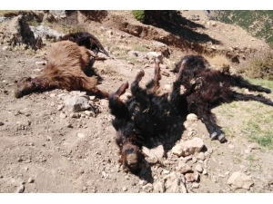 Kurt Ahırdaki Keçilere Saldırdı