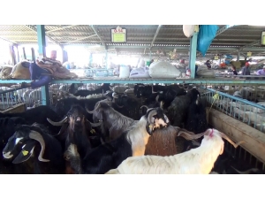 Canlı Hayvan Pazarında Yaşam