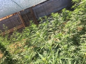 Tunceli’de Uyuşturucu Operasyonu: 2 Tutuklama