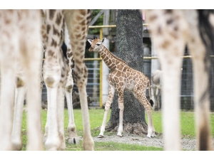 Hayvanat Bahçesindeki Yavru Zürafa İlgi Odağı Oldu