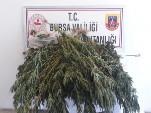 Ormana Kenevir Ekti, Fotokapana Yakalandı