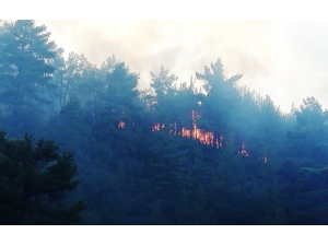 Muğla’da Orman Yangını