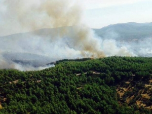Nazilli’de 10 Dönüm Ormanlık Alan Kül Oldu