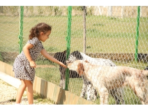 Bayramlarda Köpek Otellerinde De Yer Yok