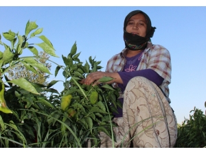 Mevsimlik Tarım İşçileri İnsanca Yaşamak İstiyor