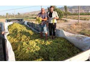 Süperior Üzüm Üreticisi Dertli