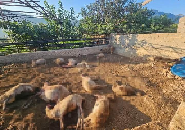 mersin-de-agila-giren-kurtlar-29-koyunu-telef-etti