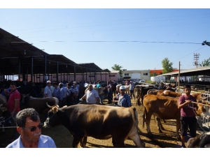 Pazarda Hayvan Çok, Alan Yok