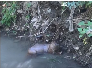 Cudi Dağı’nda Su Samuru Görüntülendi