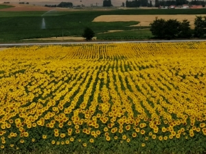 Tarımın Yükselen Yıldızı Aslanapa