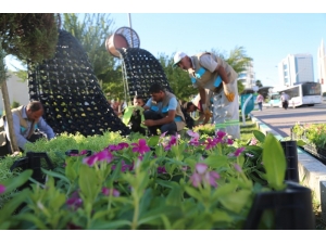 Haliliye’de Parklara Çiçek Ekimi Yapıldı