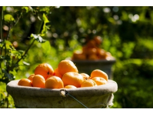 Ege Bölgesi Narenciye Rekoltesi 442 Bin 349 Ton