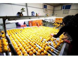 Narenciyede 900 Milyon Dolar İhracat Hedefi