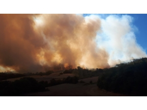 Orman Yangını Kısmen Kontrol Altına Alındı