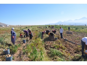 Nevşehir’de Patates Hasadı Başladı