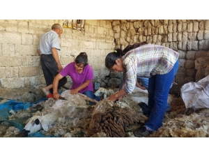 Kışın Ders Çalışıp Yazın Koyun Kırkan Dilara Elektrik Elektronik Mühendisliğini Kazandı