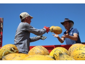Konya Ovasında Kavun Hasadı Zamanı