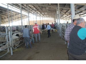 Şuhut Hayvan Pazarında Hareketlilik Devam Ediyor