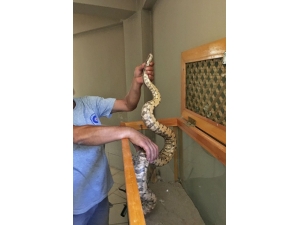 Antalya Otogarında Valiz İçinde Boa Yılanı Ele Geçirildi