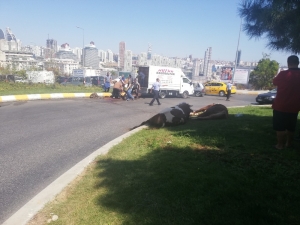 Kapalı Kasada Taşınarak Havasız Kalan Kurbanlık ’Telef Olmasın’ Diye Cadde Ortasında Kesildi