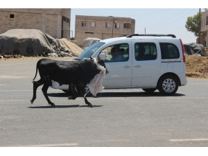 Pazarda Sahiplerinin Elinden Kaçan Boğalar Zor Anlar Yaşattı