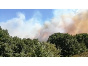 Pendik’te Korkutan Orman Yangını