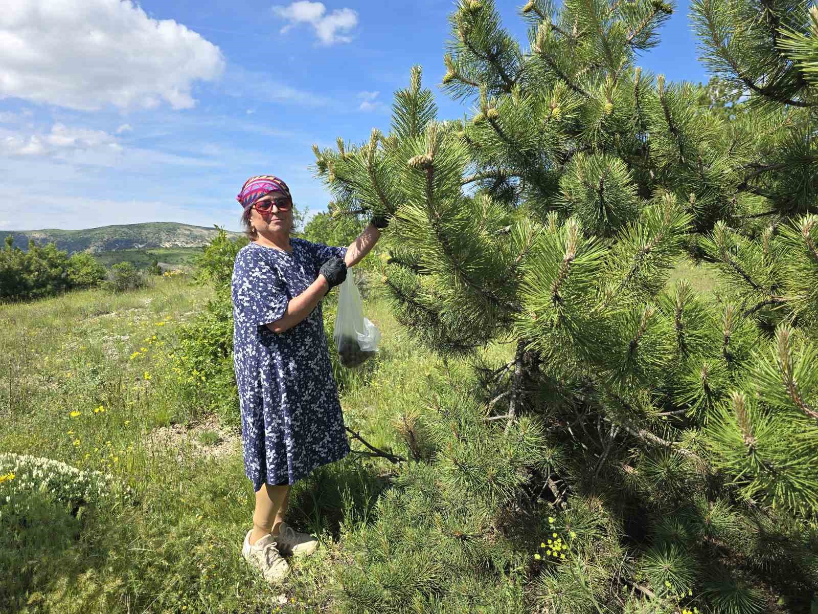 yozgat-ta-kozalagin-receli-ve-sirkesinden-sonra-simdi-de-tursusu-yapildi