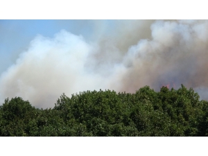 Pendik’te Korkutan Orman Yangını Söndürüldü