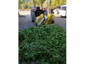 Dalaman’da Uyuşturucu Operasyonu