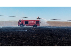Elektrik Tellerine Çarpan Kuş Yangın Çıkardı