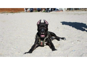 Pitbull Cinsi Köpeğin Saldırısına Uğrayan Bir Kişi İle Komşusu Yaralandı