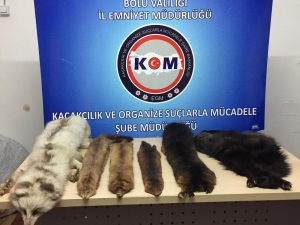 Bolu’da Yabani Hayvan Postu Operasyonu