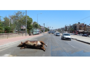 Tırdan Caddeye Dökülen Boğa Leşi Ve Kurban Atıkları, Sürücü Ve Yayalara Zor Anlar Yaşattı