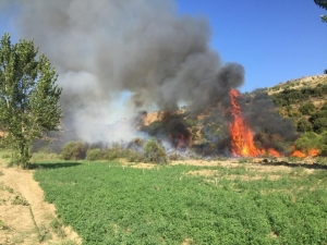 Sazlık Alandaki Yangında Kaplumbağaları İtfaiye Kurtardı