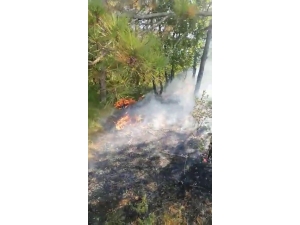 Gebze’de Orman Ve Çalılık Alan Yangını