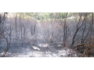 Biga’daki Orman Yangını Kontrol Altına Alındı