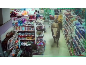 Kurbanlık Dana Girdiği Marketi Yerle Bir Etti