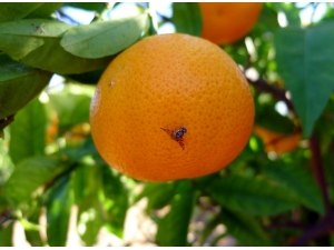 Akdeniz Meyve Sineği Uyarısı