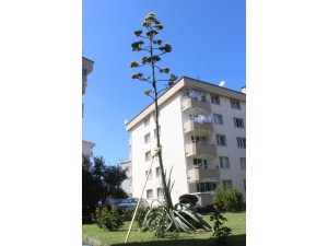 Sitenin Bahçesine Ektikleri Bitki 29 Yıl Sonra Çiçek Açtı