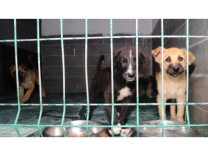 Çankaya Belediyesinin Dost Eli Onların Yanında