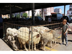 Elde Kalan Kurbanlıkları Et Ve Süt Kurumu Satın Alacak